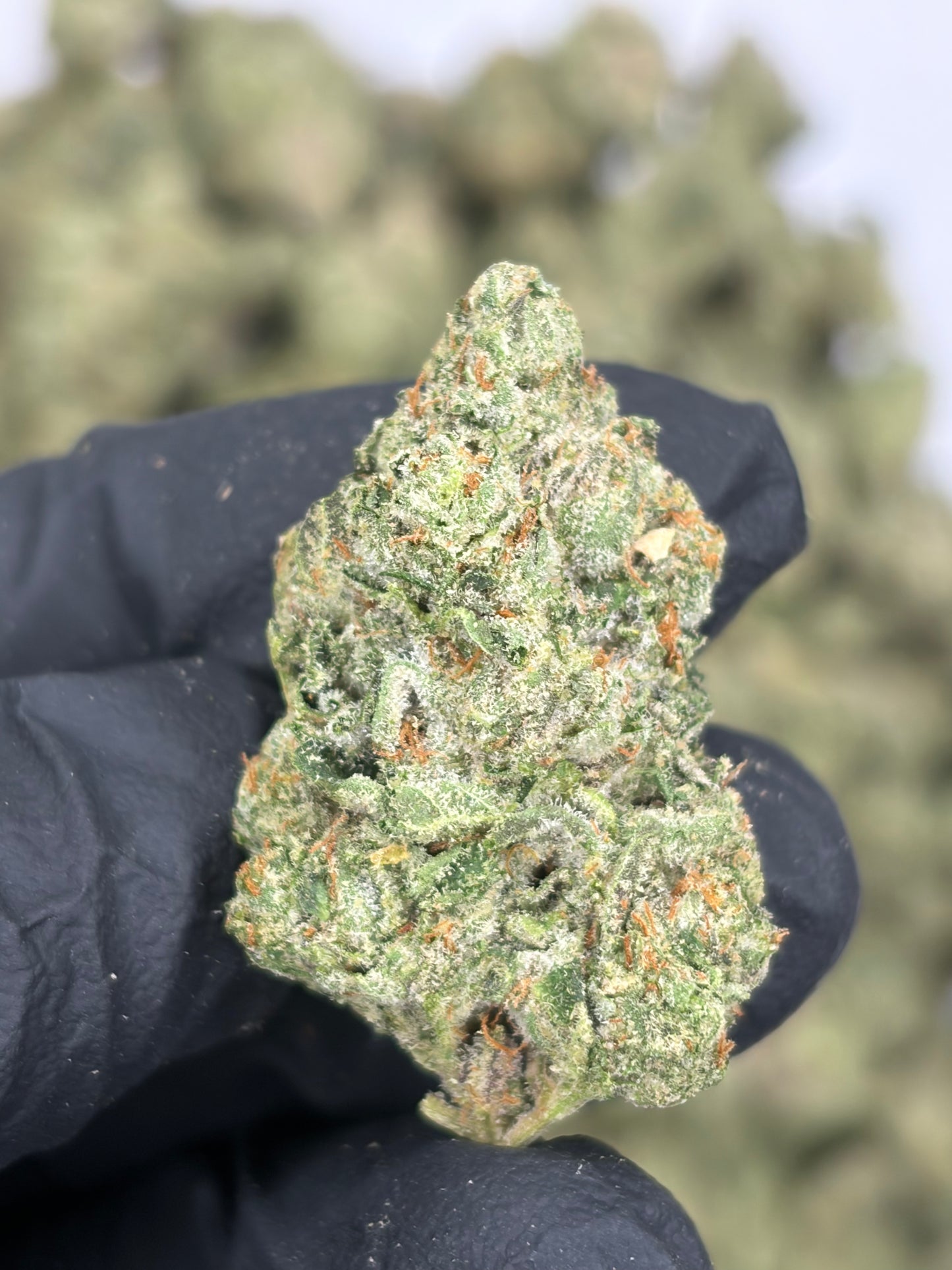 LCG Max Hemp Flower