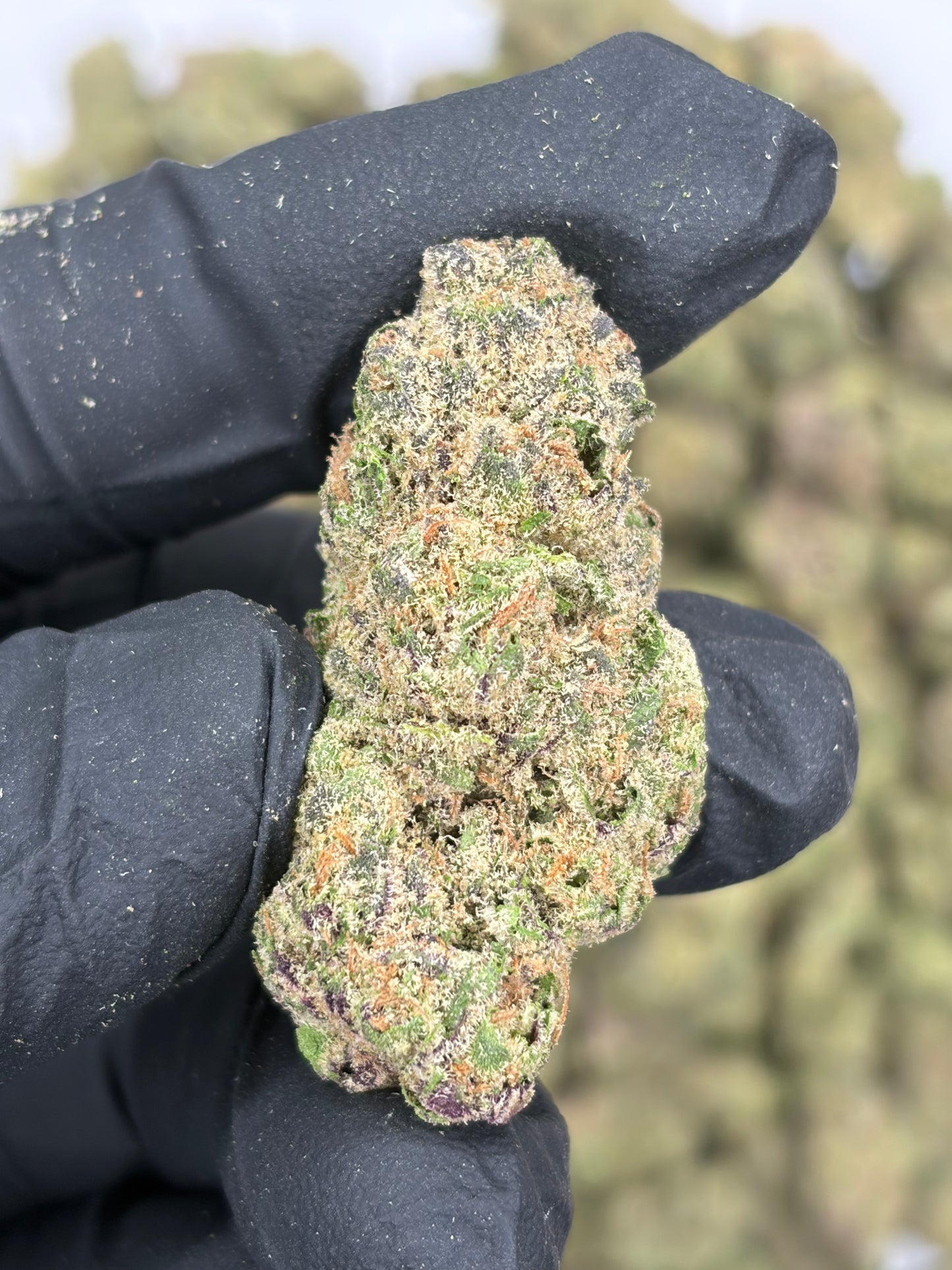 Rocket Candy Hemp Flower
