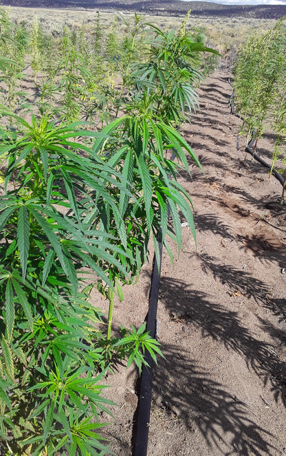 SANTHICA 27 CBG SEEDS, PRE-ORDER