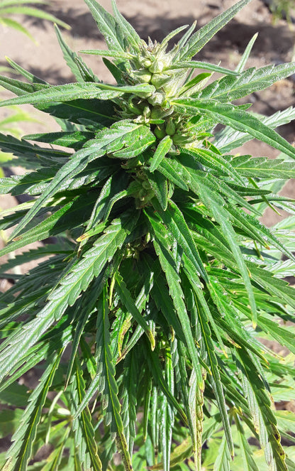SANTHICA 27 CBG SEEDS, PRE-ORDER