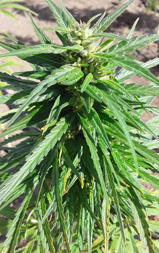 SANTHICA 27 CBG SEEDS, PRE-ORDER